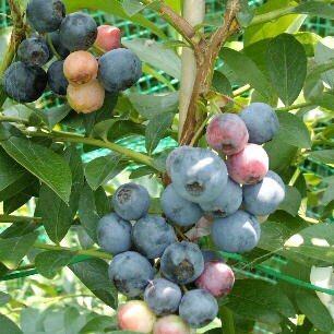 ワイルドブルーベリー ビルベリー の正体 ブルーベリーの育て方 栽培 ブルーベリー ノート Blueberrynote