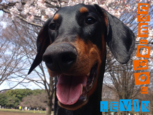 犬用 セーター編み図 レビン日記 With どりさら 犬用 セーター編み図 レビン日記 With どりさら