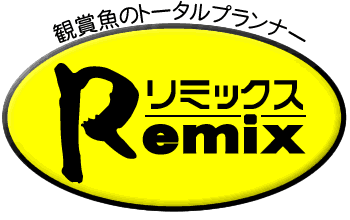 入荷情報です Remixみなと店熱帯魚