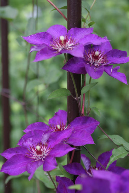 ローリエの花 パッチワークな日々 ローリエの花 パッチワークな日々