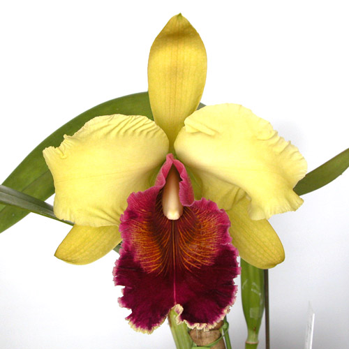 C. schroederae 'Rose' : カトレア栽培日記