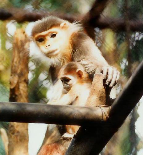 可愛い動物たち