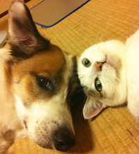 眉間の腫れ 犬のダヴィンチと猫のマロン