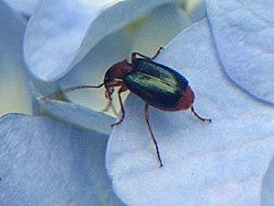 歯車機構をもつ生物が発見される 虫のひとりごと