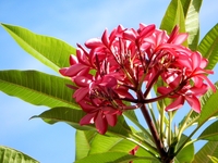 ユリの花 ほっとひと息 ユリの花 ほっとひと息