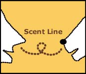 Scent Line Blog