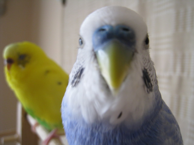 インコとお出かけ 小鳥と暮らす