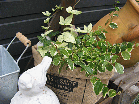 フユサンゴには毒がある 6坪 Aのほっこりビオガーデン