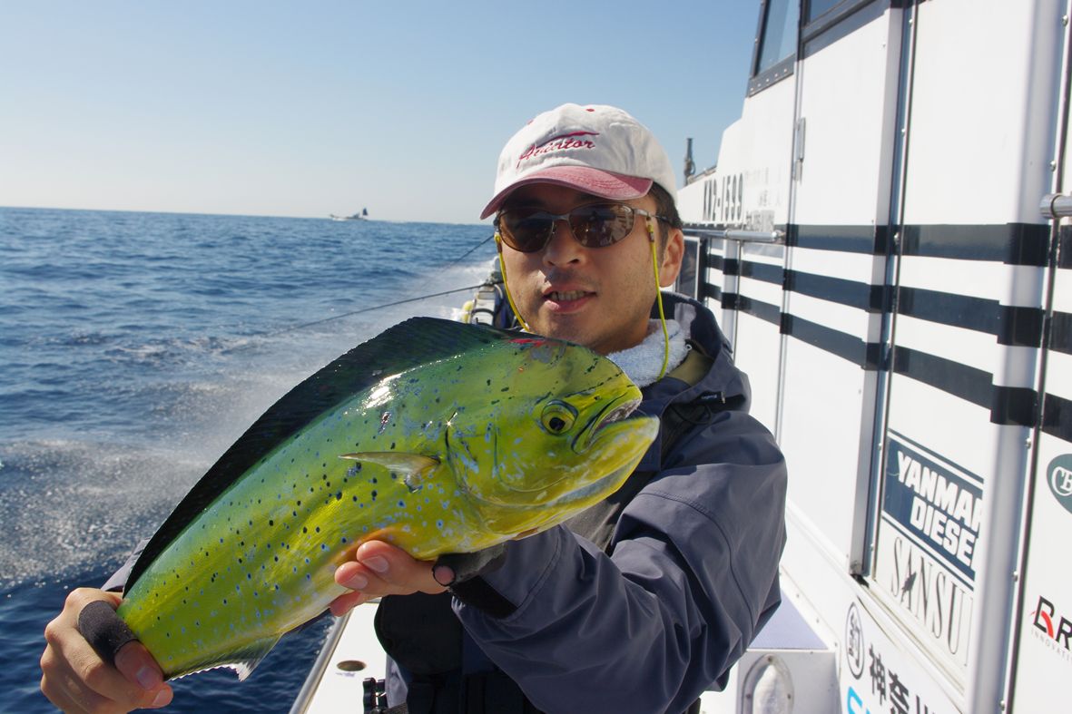 花粉症 ねこじゃらし