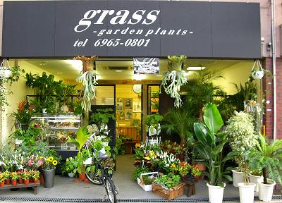 Grass Garden Plants