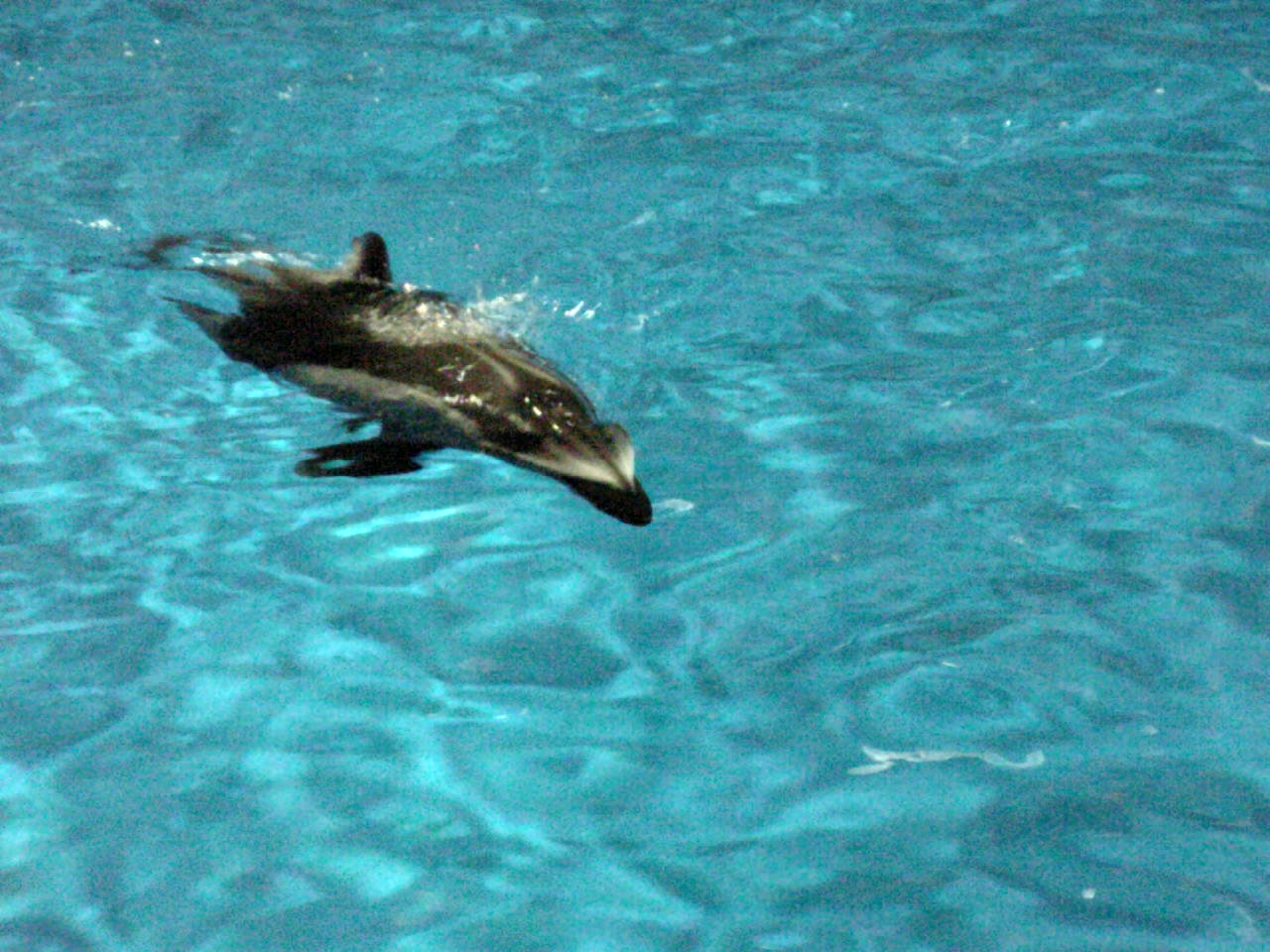 Softbank Cm イルカのおじさま 篇 Godsummer Love Dolphin Softbank Cm イルカのおじさま 篇 Godsummer Love Dolphin