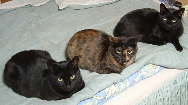 宇多天皇御記 猫に関するメモ