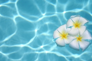 インゲン豆 ピンクの花達 Beneath The Heavens Hawaii