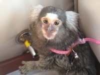 預かり期間中 そして家族になった今 コモン マーモセット 手のひらサイズのお猿 の成長記録 預かり期間中 そして家族になった今 コモン マーモセット 手のひらサイズのお猿 の成長記録