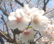 桜井さんのカッコ良さって 桜色のひびき