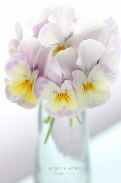 hanahana_87 さんのプロフィール|エキサイトブログ (blog)