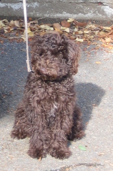 犬と生活