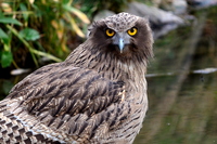 道北のタカ科絶滅危惧種特集 北海道の野鳥探索 Markeeのシマフクブログ 道北のタカ科絶滅危惧種特集 北海道の野鳥探索 Markeeのシマフクブログ