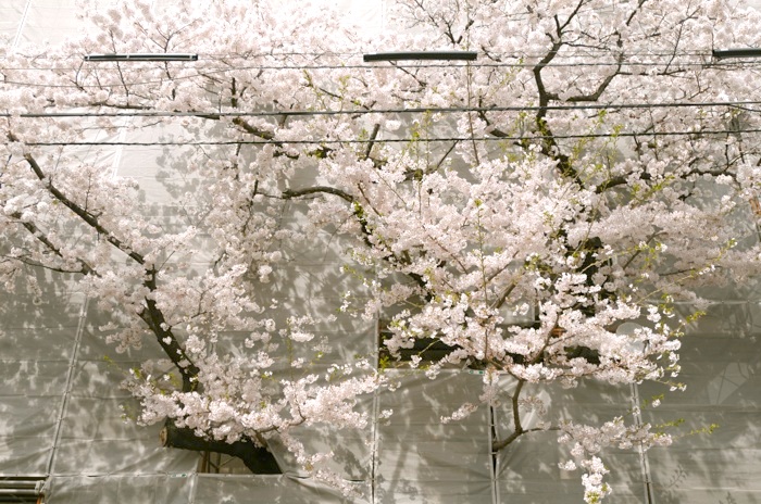 ケース・スタディ・ハウス #22 、スタール邸 : 建築写真ブログ