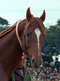 競馬パネル：大型 68cm×98cm「詳細不明」 ※テンポイント？ 美術