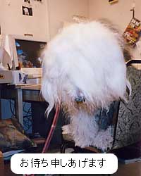 実写版スヌーピー 人もすなるブログといふものを 犬もしてみむとするなり