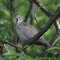 セキセイインコの運命は如何に ココロフォト セキセイインコの運命は如何に ココロフォト