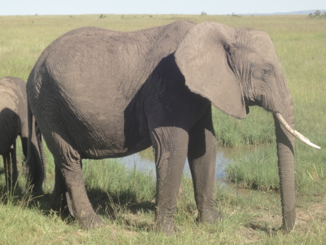 団塊世代おばさん、ケニア(Kenya)へ