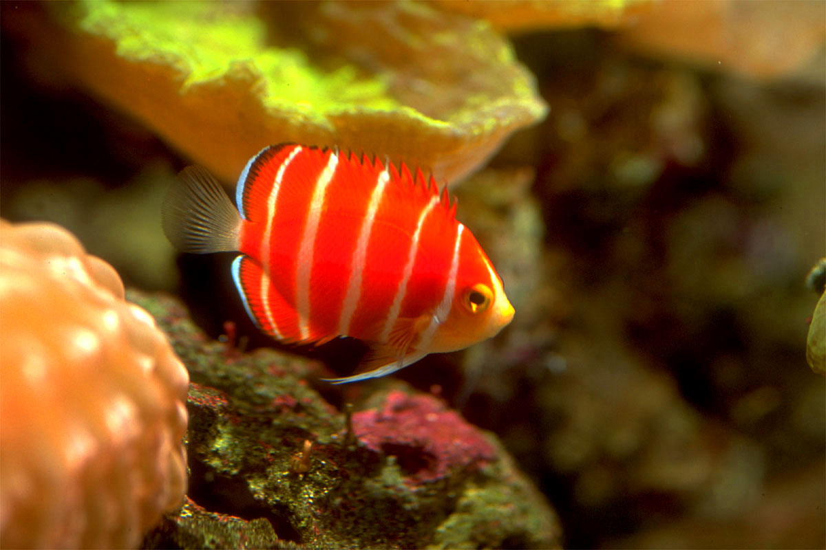 スプラッシュ 本店海水魚ブログ