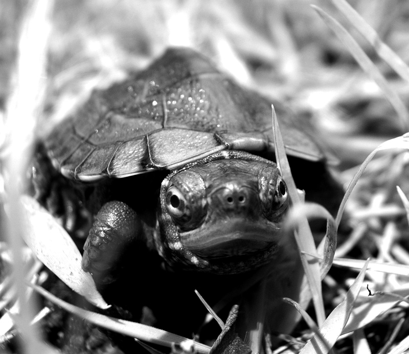 好きなコピペ Omemode