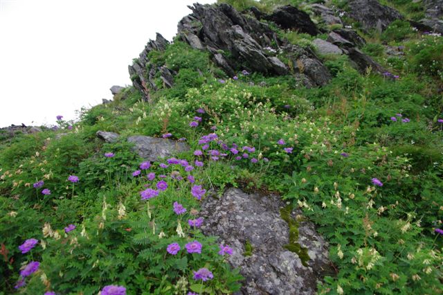 スイスアルプスの花 山の花 町の花 スイスアルプスの花 山の花 町の花