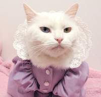家なき猫 家なき猫