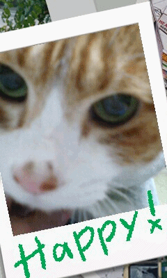 長老猫とマミーの徒然日記 長老猫とマミーの徒然日記