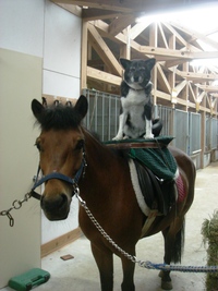 対州馬に魅せられて 星になった愛犬りんご達と新パートナー犬ラファール ルアナと共に