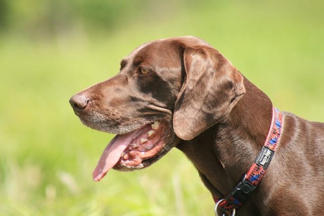 国別に犬種図鑑を見ると : THE GUNDOG CLUB 2'd stage