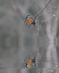 山間の牧師 野鳥中心のブログです 山本 山間の牧師 野鳥中心のブログです 山本