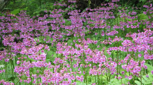 ピラミッド（アメリカ1955） : ヴィオール