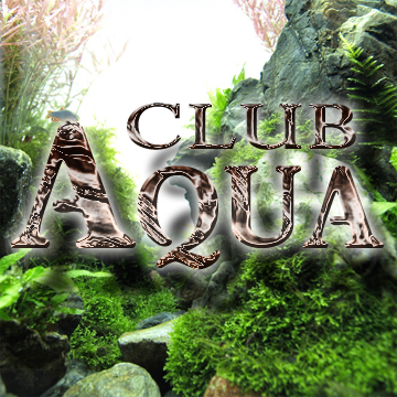 第2水槽 Club Aqua