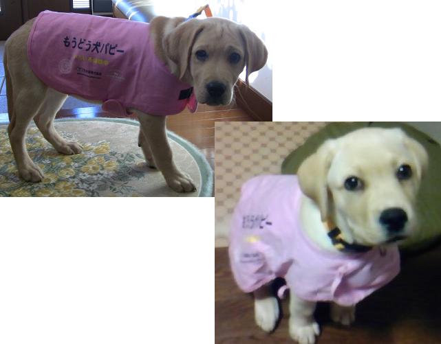 パピパピパピージゼル フィーゴ