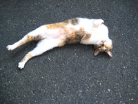 椎名林檎×黒猫ゲーテ : ネコに頭をうずめて隊