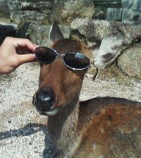 最強のろ材 ニートのアクアリウム研究所