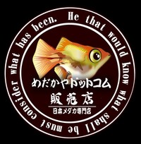 ミジンコについて めだかやドットコム監修 めだか販売店