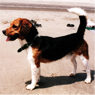 アンクルチャーリー・コレクション