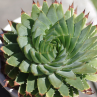 アロエ ラエータ Aloe laeta. : Object774 blog