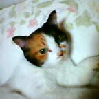 a0006100_04047.jpg