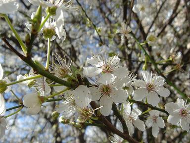 Cherry Blossom_a0004810_193851.jpg