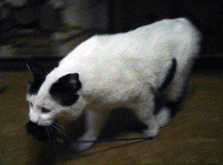 a0001964_22296.gif