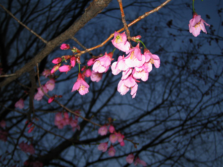 そろそろ桜が・・・_a0002672_05630.jpg