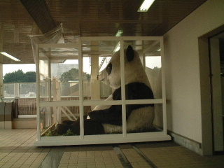 パンダの飼育係_a0008105_20727.jpg