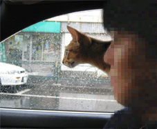 a0009397_234938.gif