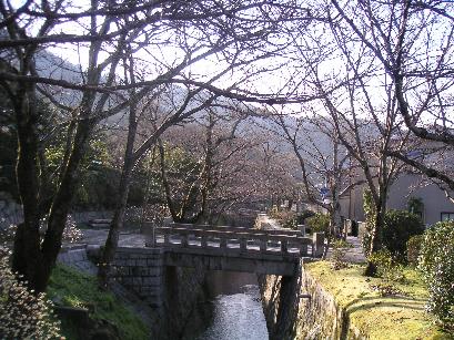 ３月２１日の桜（遠景）_a0002658_234447.jpg